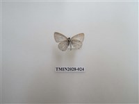 藏品(黑星灰蝶)的圖片